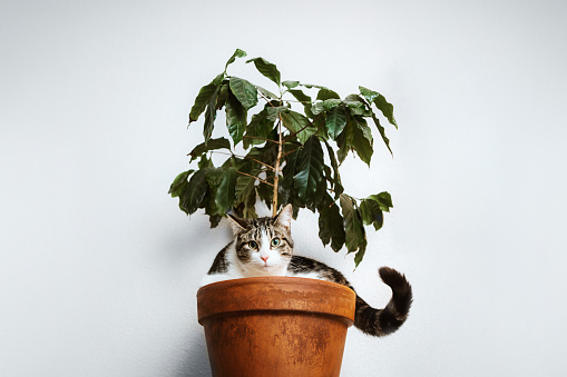 A house cat rests in a potted coffee plant indoors, curled up perfectly in the plants clay base.