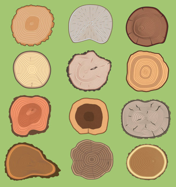 ilustrações de stock, clip art, desenhos animados e ícones de wood slice texture wooden vector tree life age circle rings cut tree material. set of tree slices wooden trunk natural timber. slice of tree trunk. aging round wood pattern ring isolated bark cyrcle - bark tree cross section wood