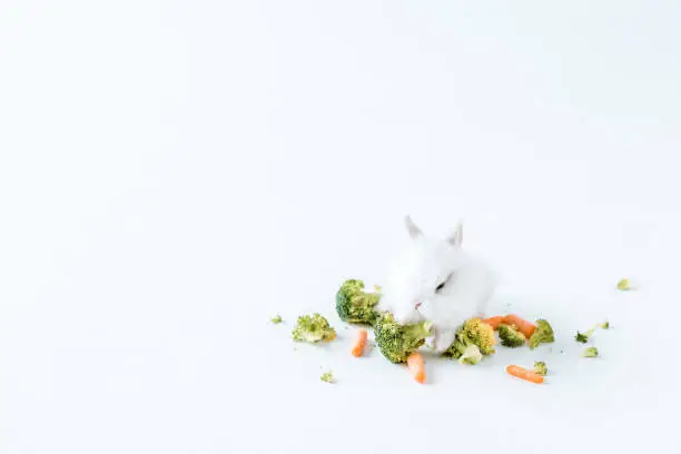 Photo of close-up view of fresh vegetables and cute furry rabbit on white