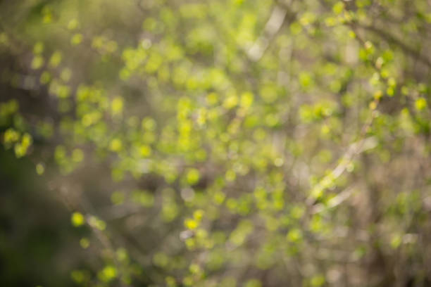 istock young leaves on bushes, spring nature, no focus 923467250