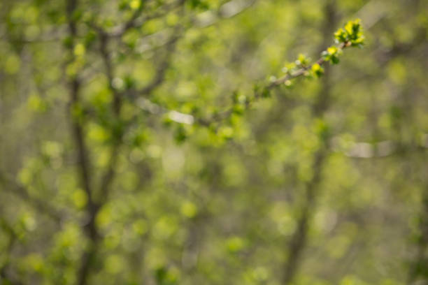 istock young leaves on bushes, spring nature, no focus 923467258