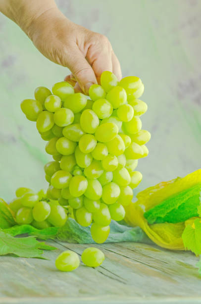 istock Farmer shows a heap of harvested white grapes 923470304