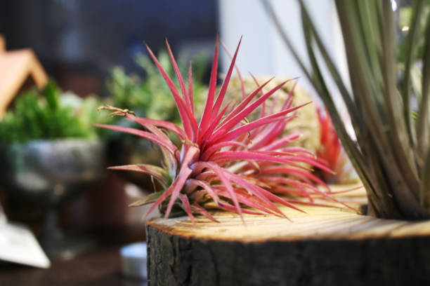 istock Tillandsia in wooden log 923472938