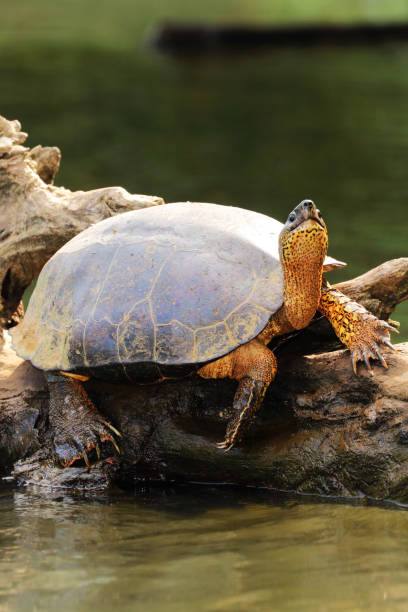 istock Black River Turtle (Rhinoclemmys funerea) warming under sun, Tortuguero Chanel, Costa Rica 923473270