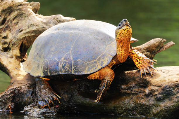 istock Black River Turtle (Rhinoclemmys funerea) warming under sun, Tortuguero Chanel, Costa Rica 923473276
