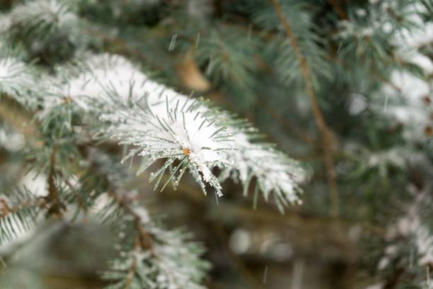 istock Snow coating on the plant in winter. 923475882