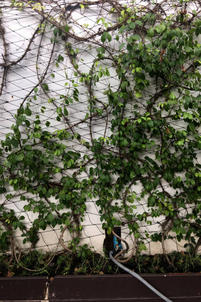 istock Ivy on wall in garden 923478884