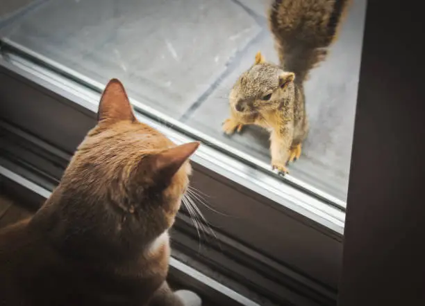 Photo of Squirrel On A Patio Looking At A Cat