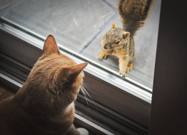 Squirrel On A Patio Looking At A Cat - fotografia de stock