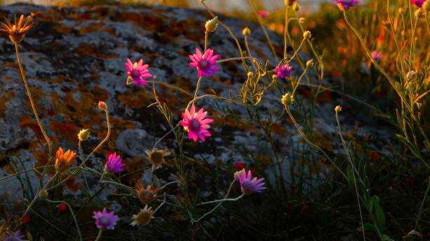 istock Violet Flowers In Front Of The Rock 923485344