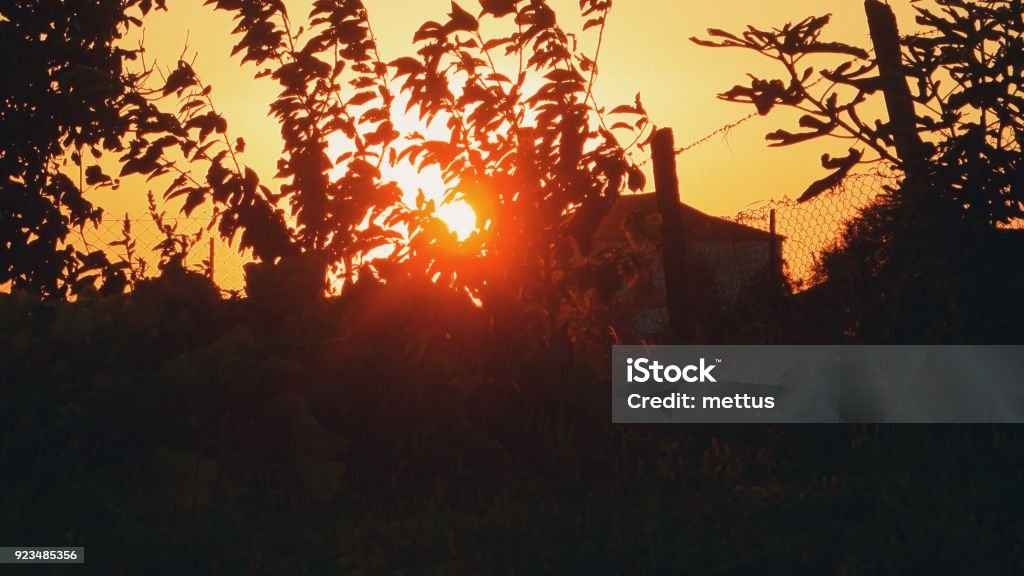 Rote Sonne durch Äste - Lizenzfrei Ast - Pflanzenbestandteil Stock-Foto