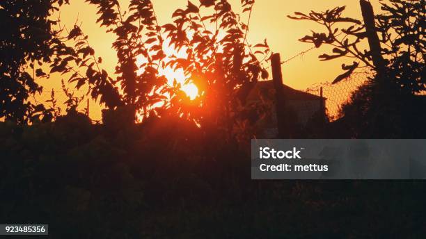 Rote Sonne Durch Äste Stockfoto und mehr Bilder von Ast - Pflanzenbestandteil - Ast - Pflanzenbestandteil, Bauholz-Brett, Baum