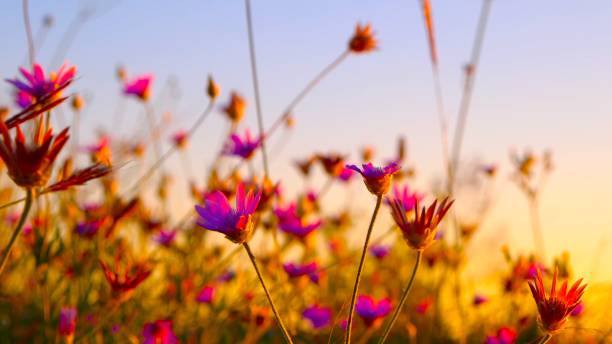 istock Violet Flowers In Front Of The Sky 923485376