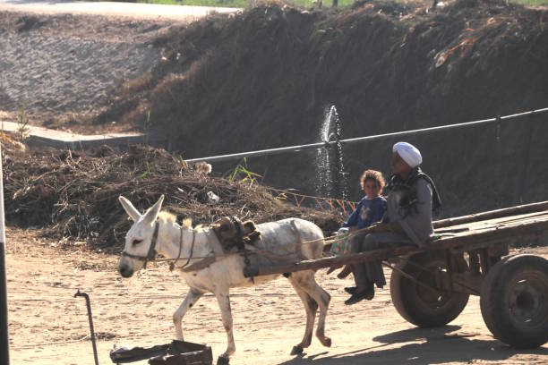 A father and daughter traveling on a donkey cart. Donkey cart is  typical transportation in rural areas of Egypt. February, 2018, Luxor, Egypt