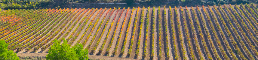 Wine production, camino de Santiago, vineyards in Navarra