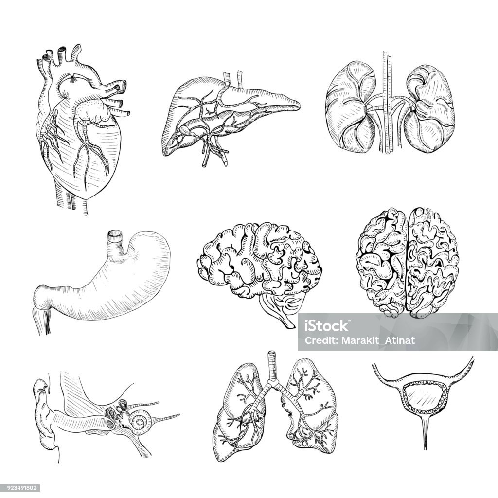 Hand Drawn Set with Human Organs Hand Drawn Set with Human Organs such as Heart, Liver, Lungs and other. Human Anatomy Vector Drawing - Art Product stock vector
