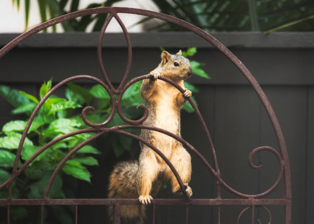 Squirrel Playing On A Rusty Plant Stand - fotografia de stock