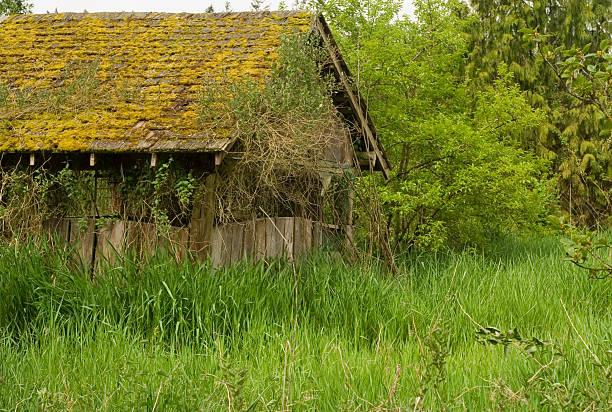 生い茂る小屋 ストックフォト