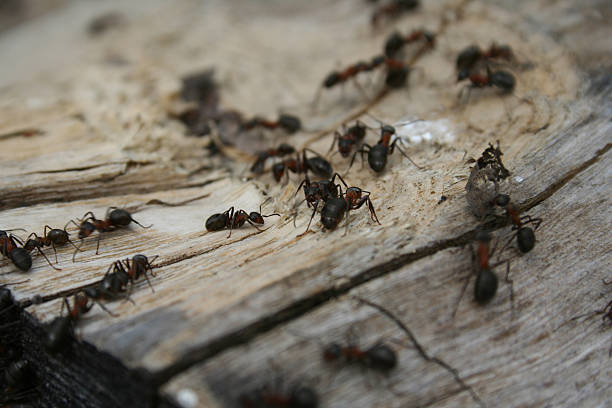 ants stock photo