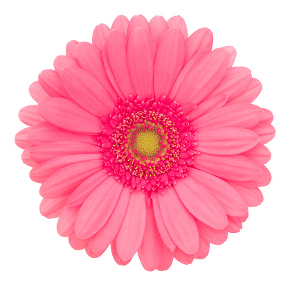 Pink gerbera isolated on white. Deep Focus. No dust. No pollen.