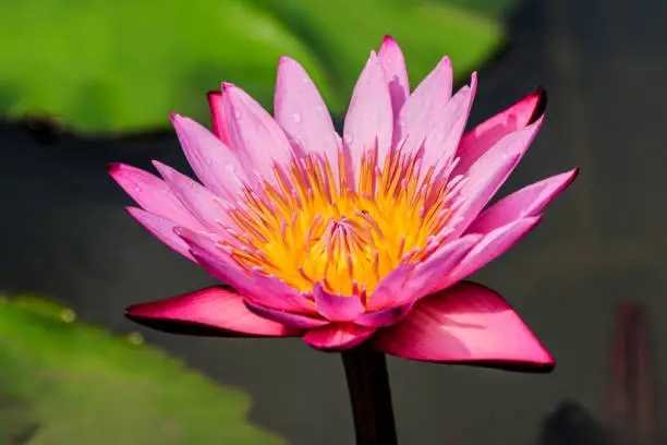 Photo of Pink Lotus Flower in the pond in thegarden.