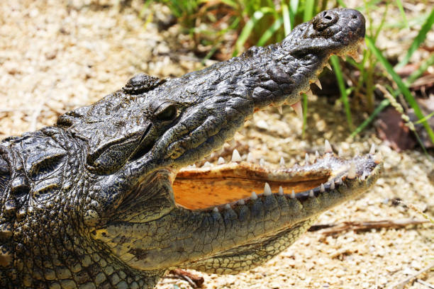 istock Wild American Crocodile (Crocodylus acutus) with open jaws Close-up Portrait 923498220