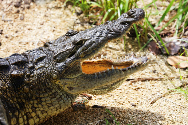 istock Wild American Crocodile (Crocodylus acutus) with open jaws Close-up Portrait 923498222
