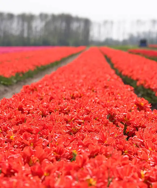red tulipfield