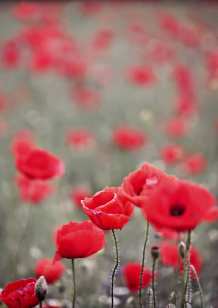 istock Summer field with many beautiful popies 923500916