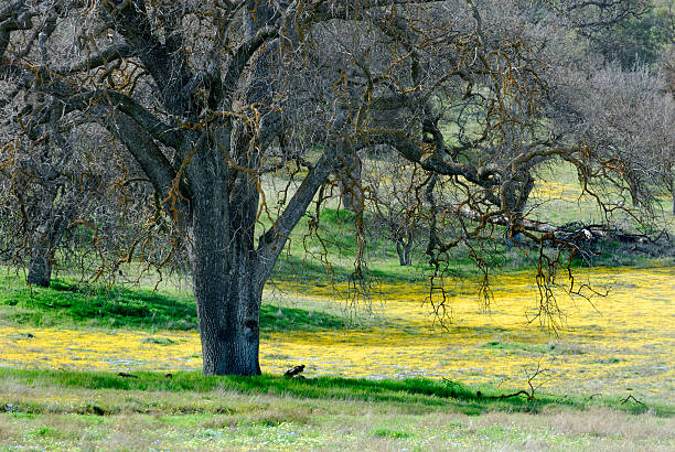 Vecchia quercia e Goldfields - foto stock