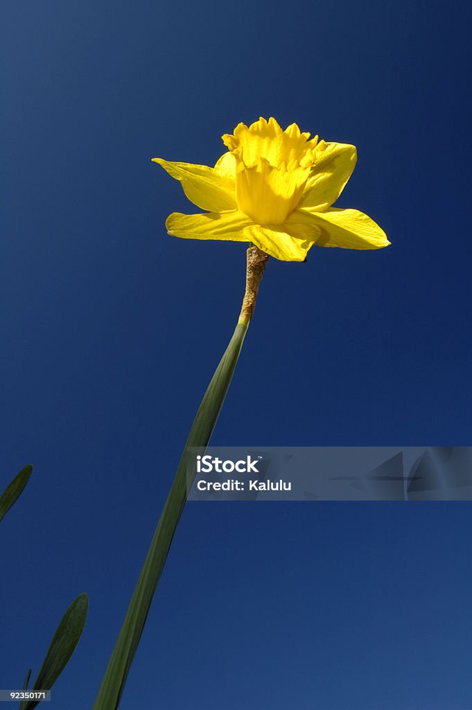 Looks like it's going to be a fine day.  April Stock Photo