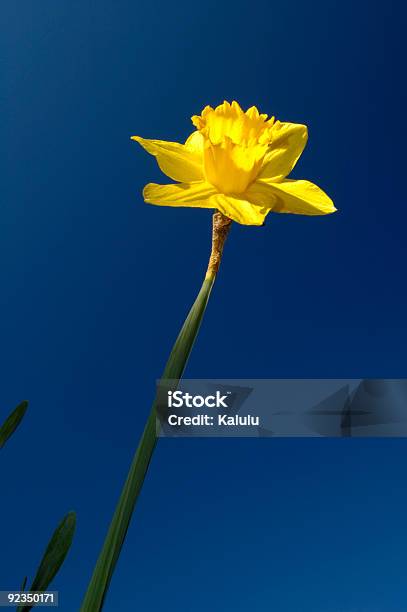 Looks Like Its Going To Be A Fine Day Stock Photo - Download Image Now - April, Blue, Bright