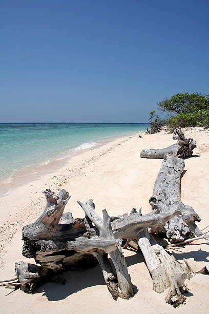 istock cagayan island beach driftwood philippines 92350173