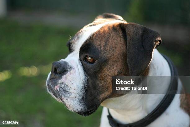 Boxer Stock Photo - Download Image Now - Brindle, Color Image, Horizontal