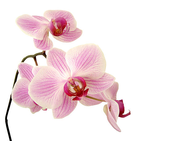 orquídea rosa em branco - orchid flower pink flower head imagens e fotografias de stock