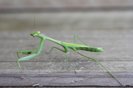 A green Praying Mantis on a weathered rough sawn timber bench top