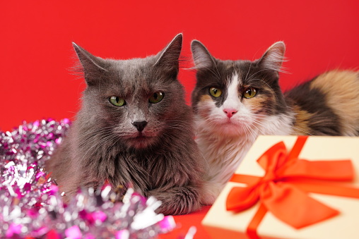 Two cats in a celebratory setting. Nebelung and Turkish Andora cat breeds. Birthday, Christmas, New Year, anniversary celebration concept.
