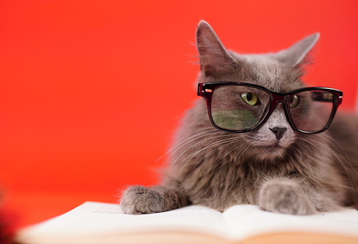 Close up portrait of a Nebelung cat leaning on an open book while wearing reading glasses. Smart cat. Isolated on red background. Education, science, studying, learning concepts.