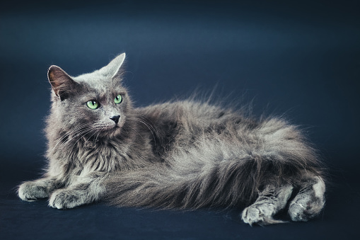 Front view of a rare Nebelung cat with green eyes looking into camera. Close up, selective focus.