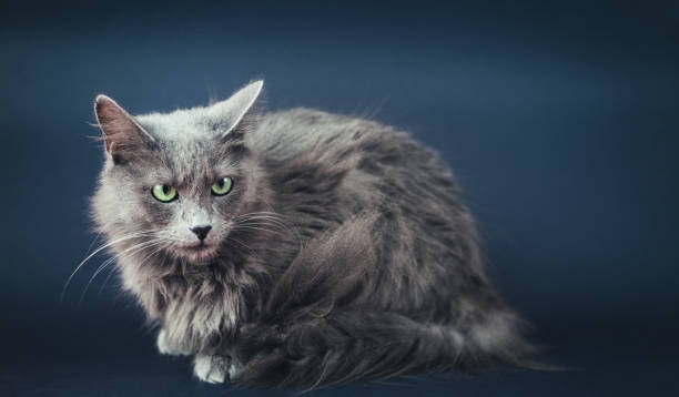 istock Nebelung Cat Portrait On Gray 923505946