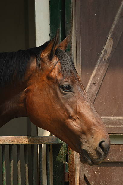 istock Horse Portrait 92350756