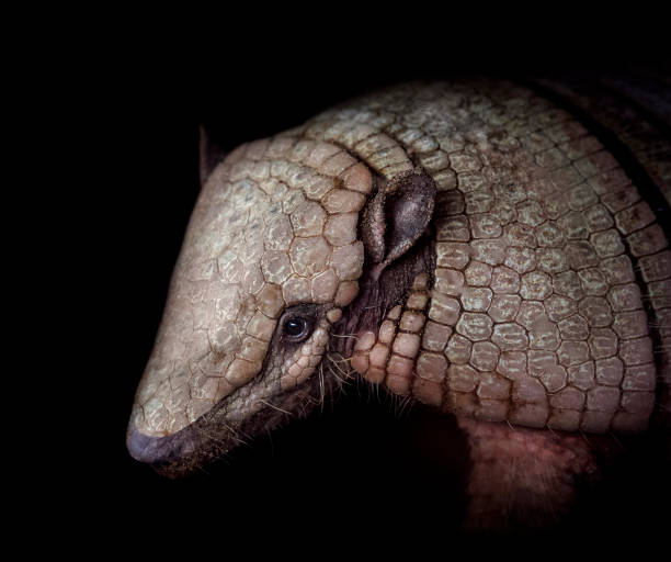 Close up of a wild Armadillo