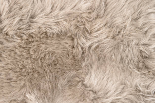 istock Natural sheepskin rug background texture sheep fur 923511504