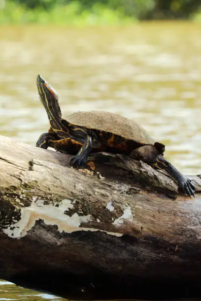 Yellow-bellied Slider Turtle (Trachemys scripta scripta) warming under sun, Tortuguero Chanel, Costa Rica.
