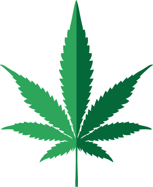 Two Color Marijuana Leaf icon Vector illustration of a two color green marijuana leaf icon. weed leaf stock illustrations