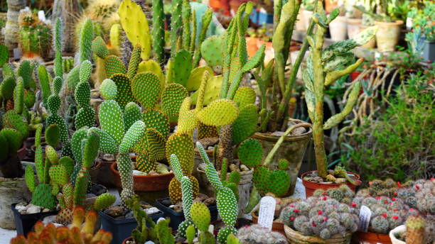 différents types de cactus reposer sur le comptoir - southwest usa floral pattern textile textured photos et images de collection