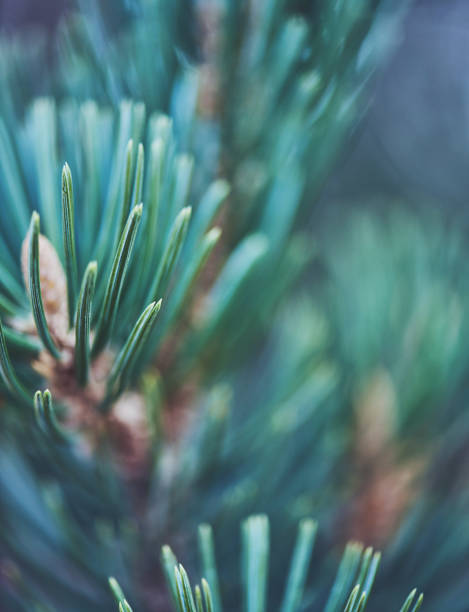 istock Green nature background of pine tree branches 923518618