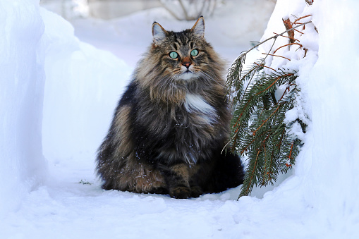 A Norwegian Forest Cat outdoors in winter in the high snow
