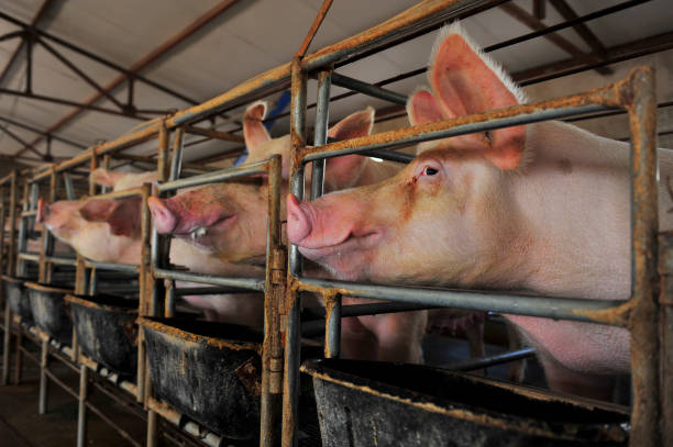 istock The farm pigs 923526826