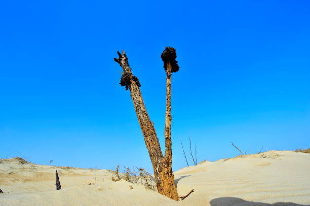 istock Dry desert landscape of trees 923529628